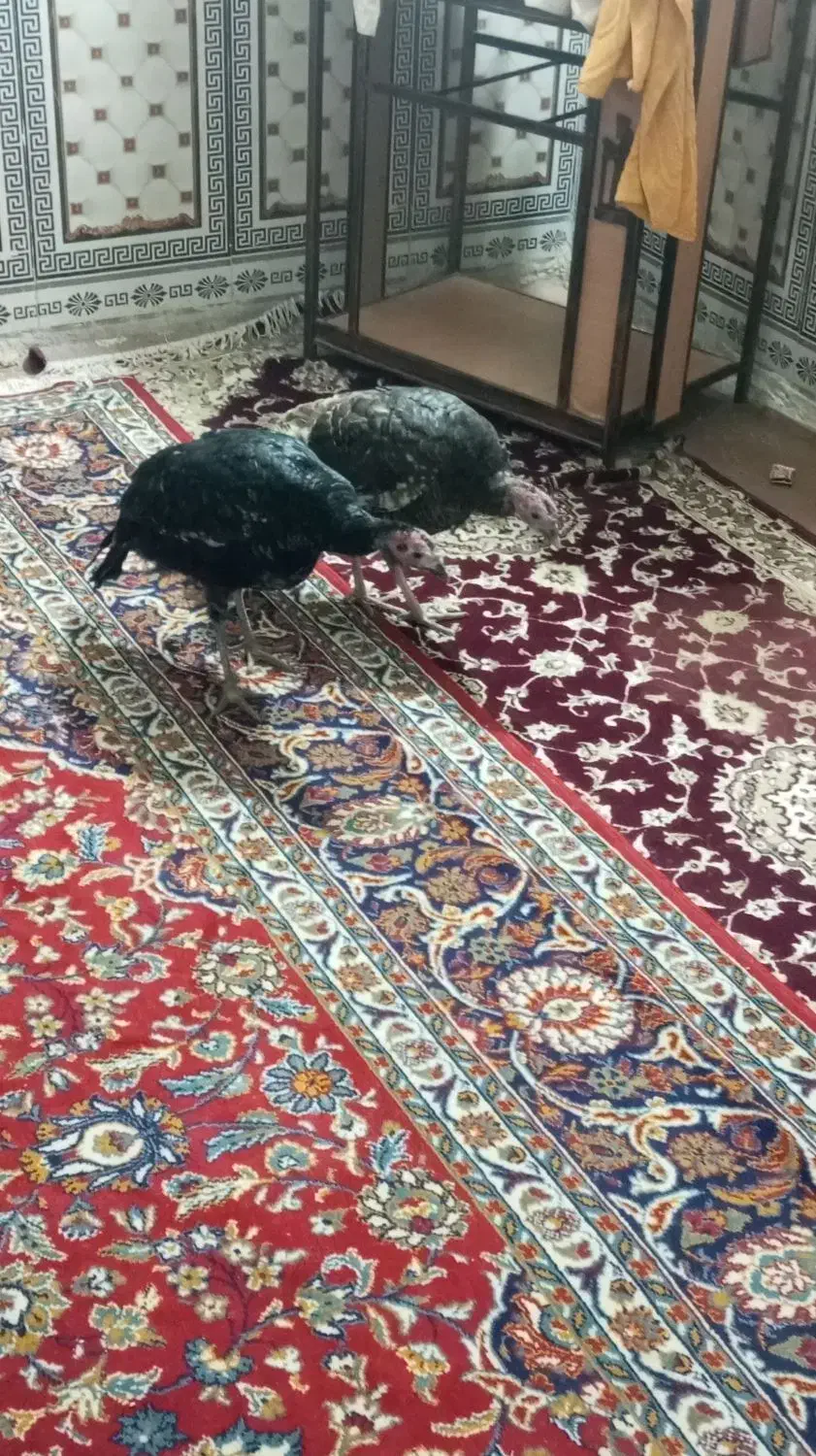 بوقلمون ماده|حیوانات مزرعه|هامون, |دیوار