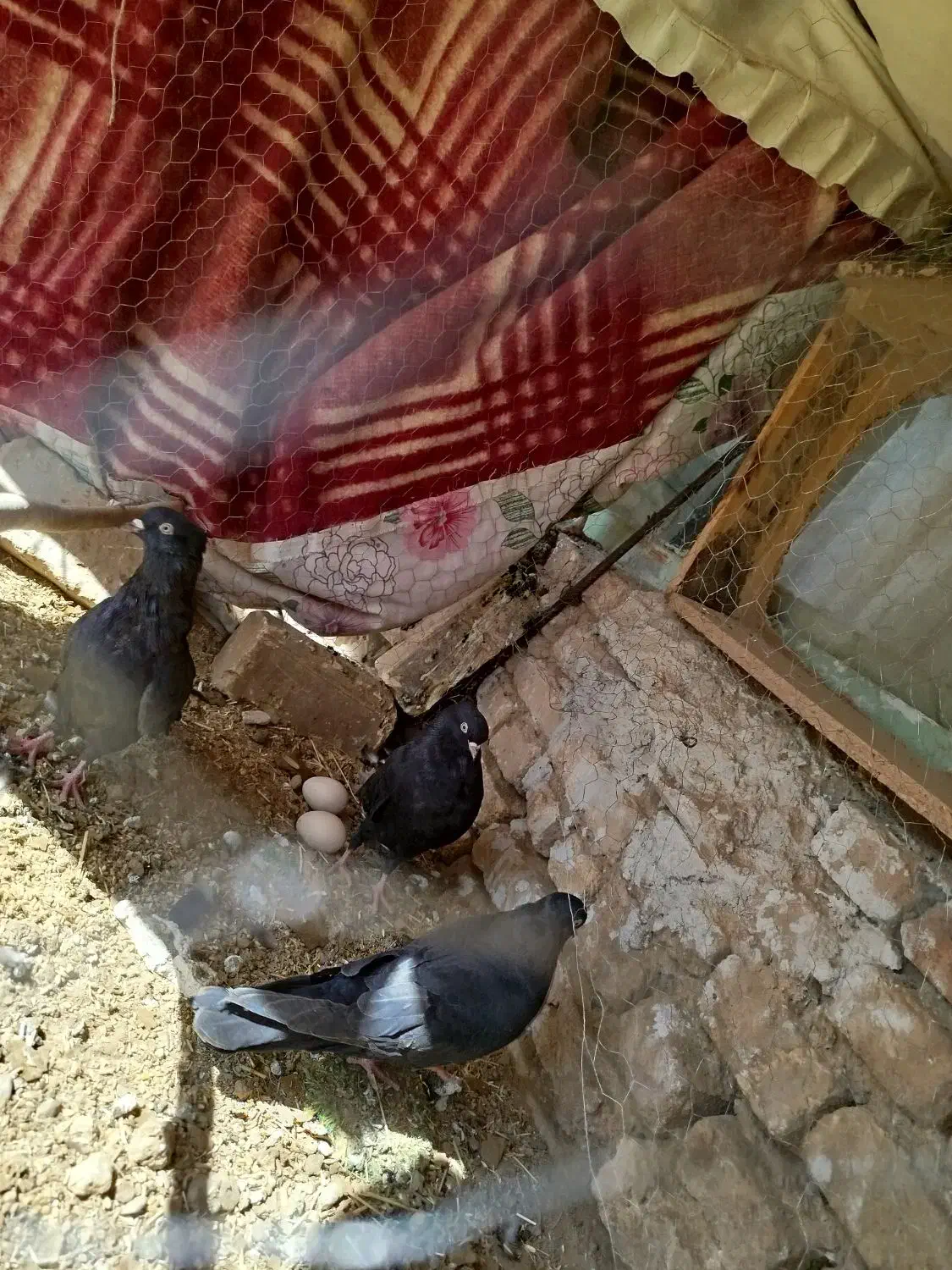 کبوتر روزگاری|پرنده|سامان, |دیوار