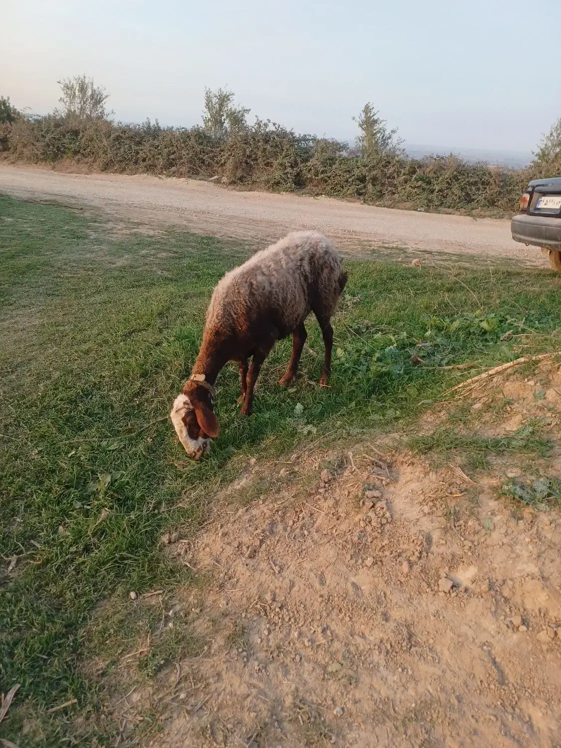 دو راس گوسفند ابستن|حیوانات مزرعه|نکا, |دیوار