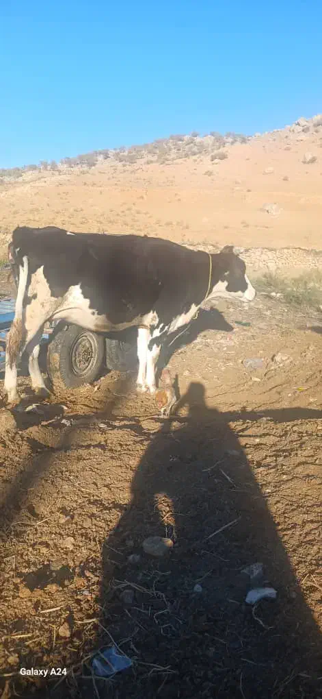 دوعدد گاو هلشتاین ابستن|حیوانات مزرعه|ویسیان, |دیوار