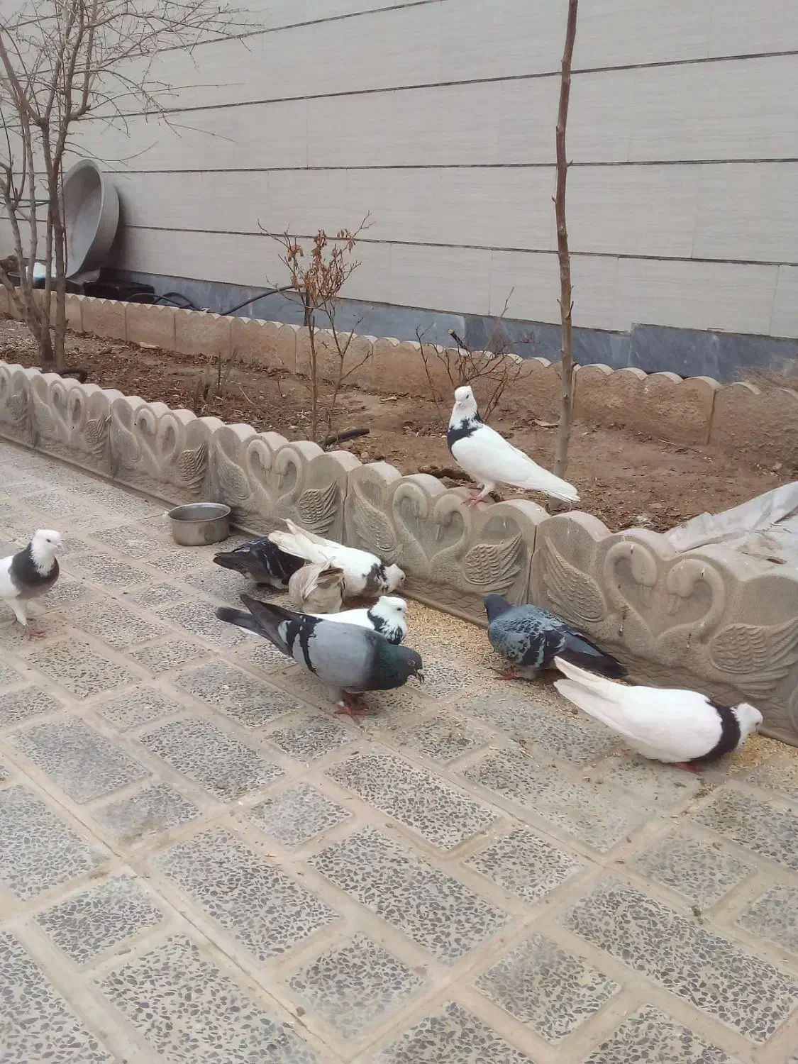 کبوتر|پرنده|آبیک, |دیوار