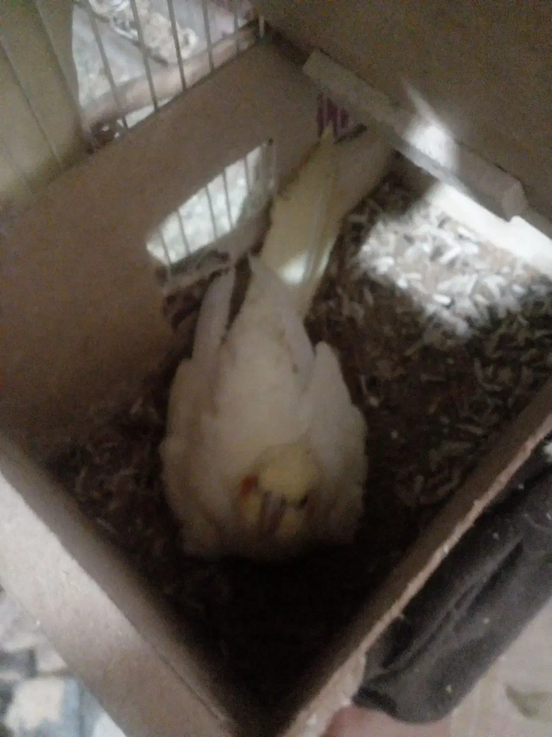 عروسی هلندی لیتینومولدهمراه تخم وجوجه|پرنده|زبرخان, |دیوار