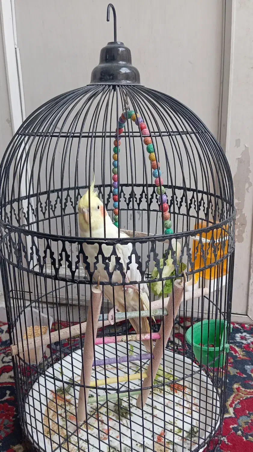 طوطی عروس|پرنده|مشهد, آبکوه|دیوار