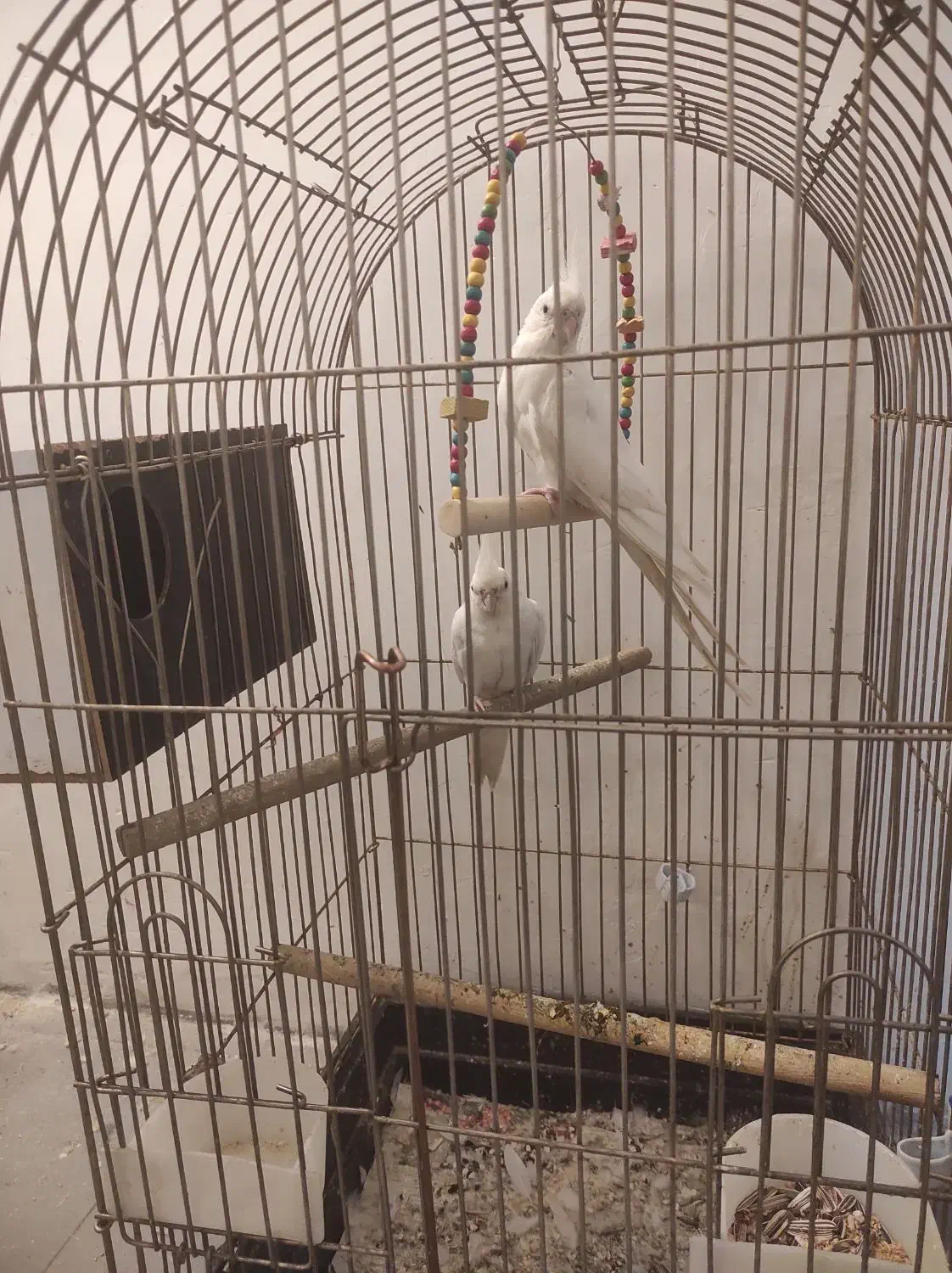 جفت عروس هلندی آلبینو مولد|پرنده|شیراز, تندگویان|دیوار