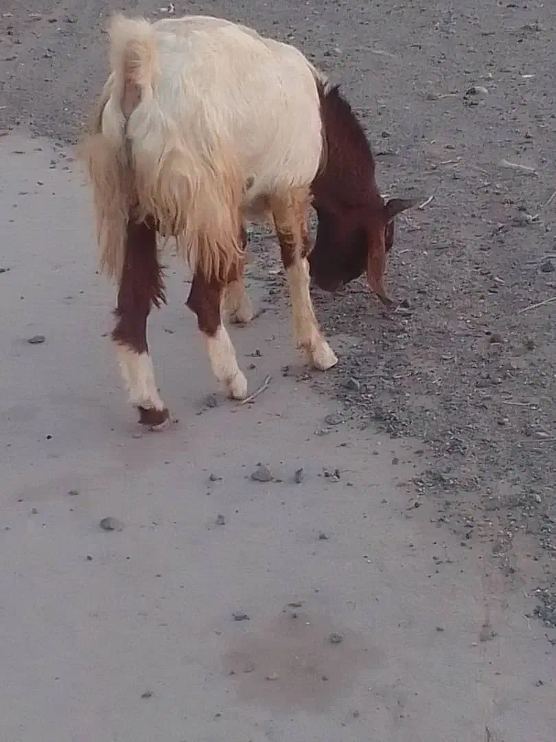 گوسفند|حیوانات مزرعه|جازموریان, |دیوار