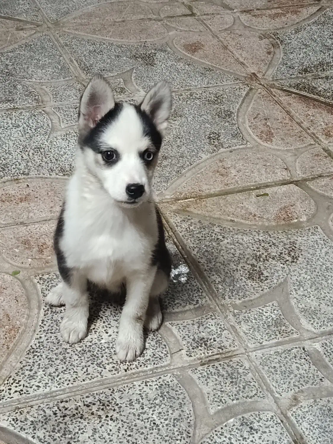 توله هاسکی|سگ|کرج, خرمدشت|دیوار