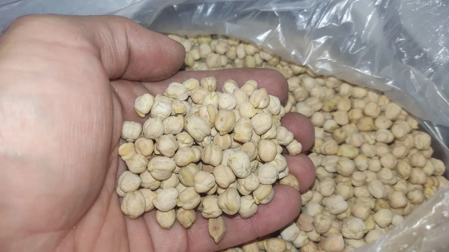 لوبیا ، نخود،  لپه ، عدس ، گندم|خوردنی و آشامیدنی|کرج, مصباح|دیوار