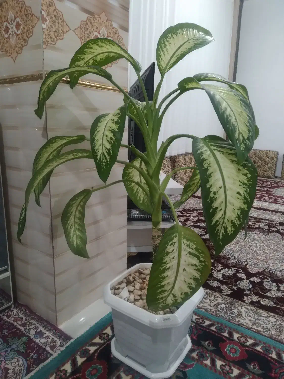 گل دیفن|گل و گیاه طبیعی|دیواندره, |دیوار