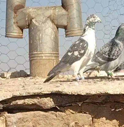 نر جنگلی بی نظیر ب ضمانت تیر شوبازی|پرنده|نیمبلوک, |دیوار