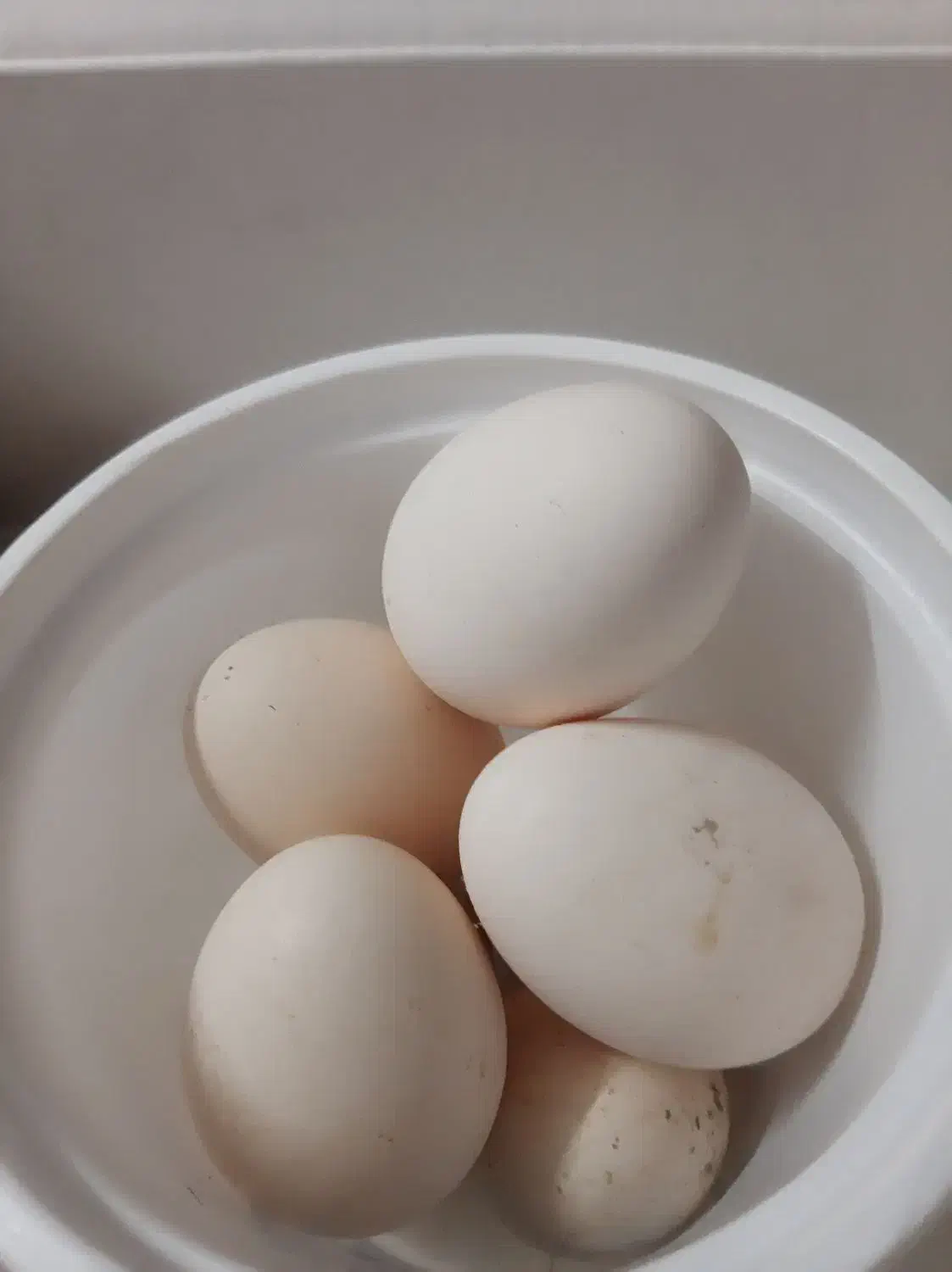 تخم مرغ نطفه دار لاری وگلین|حیوانات مزرعه|تبریز, |دیوار