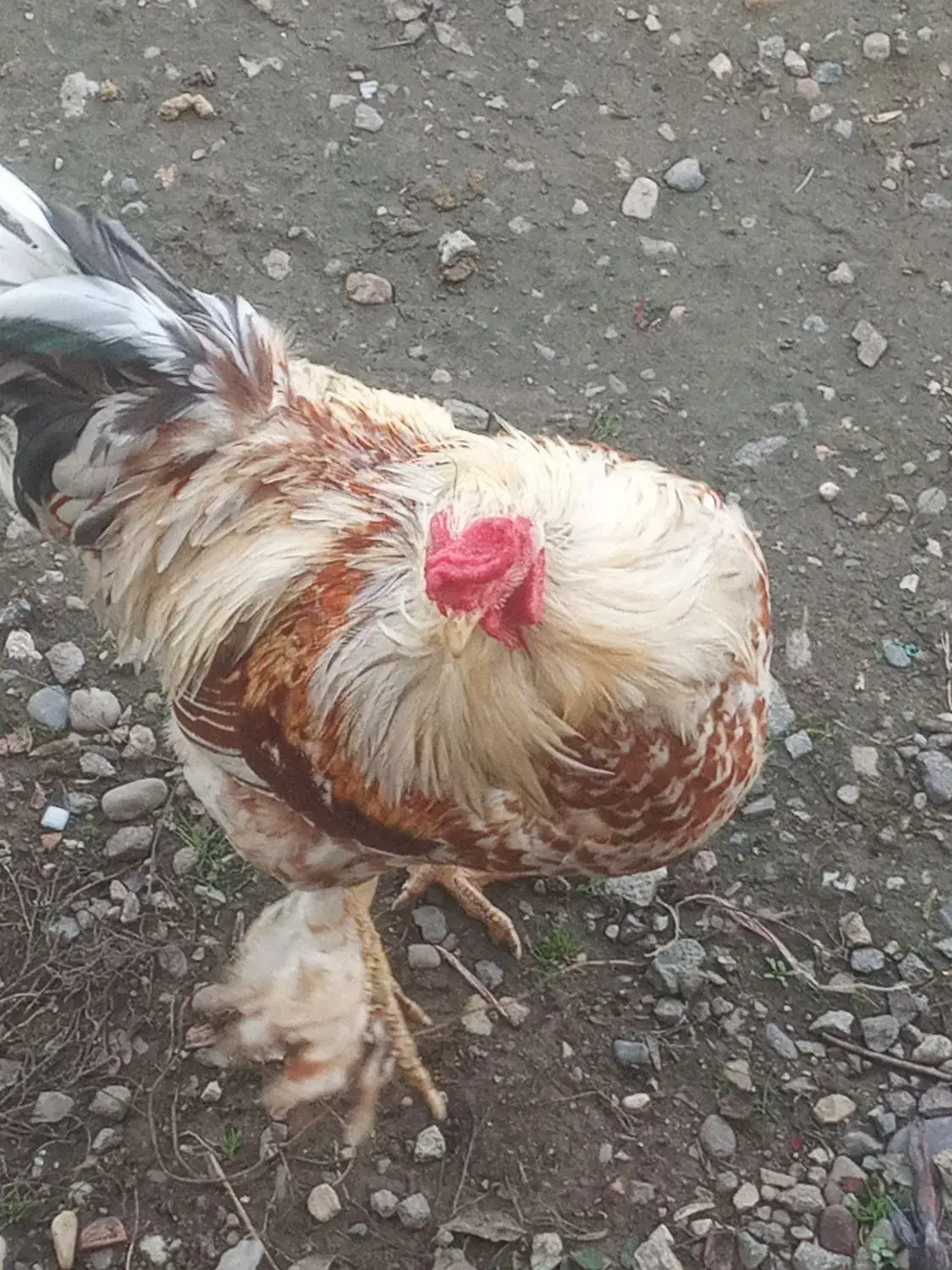 خروس برهما|حیوانات مزرعه|سنگر, |دیوار