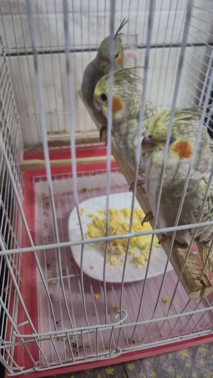 جوجه عروس هلندی نرمی خور|پرنده|مبارکه, |دیوار