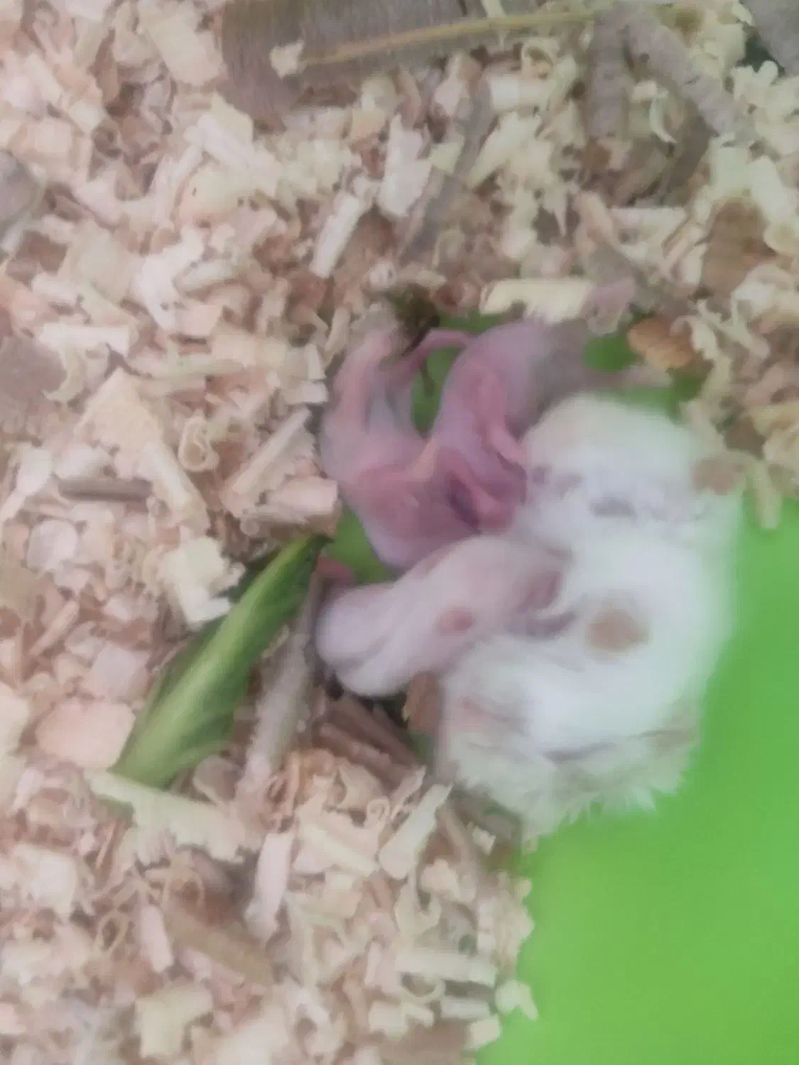 همستر کمپل جفت مولد|موش و خرگوش|سهند, |دیوار