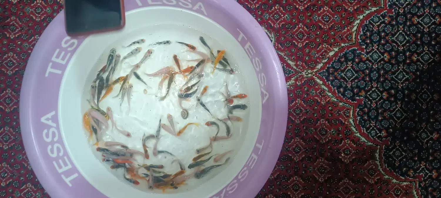 ماهی کوی|ماهی|سبزوار, جوادیه غربی|دیوار