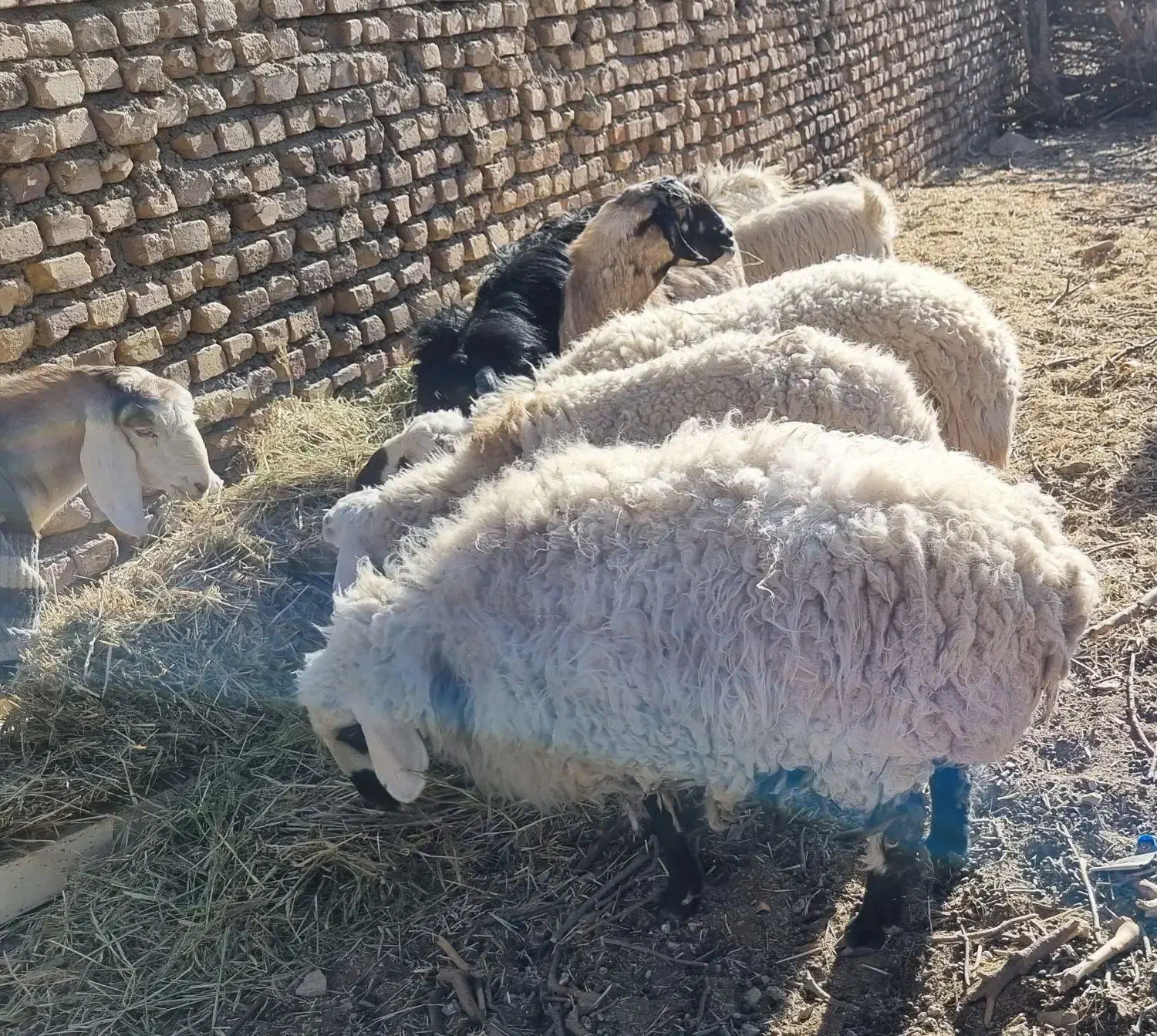 کاه پرس کاه ارزن (گاورس)|حیوانات مزرعه|جلگه ماژان, |دیوار