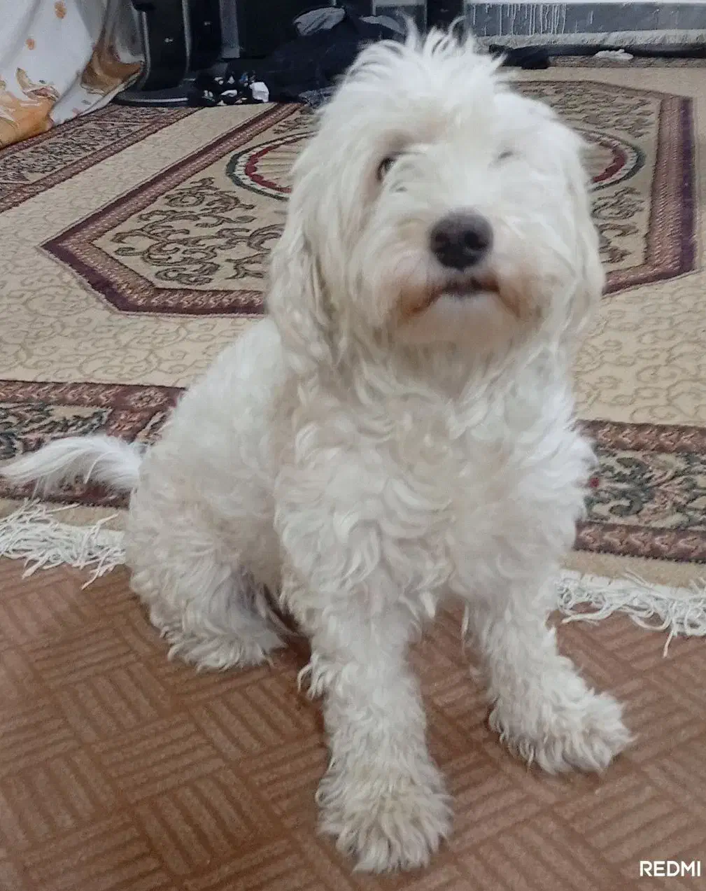 سگ پاکوتاه سفید|سگ|قم, نیروگاه|دیوار