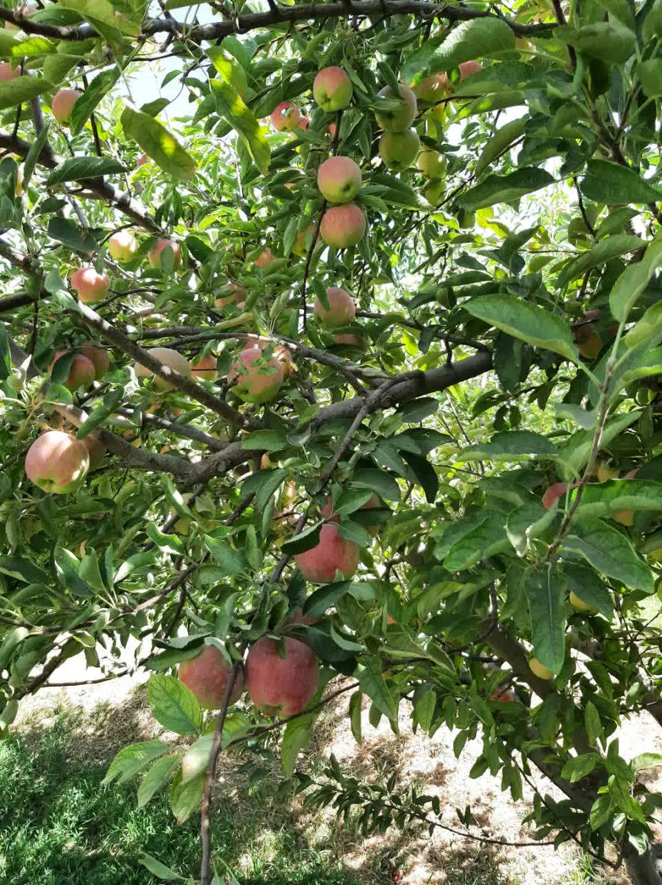 سیب درختی|خوردنی و آشامیدنی|تهران, مرزداران|دیوار