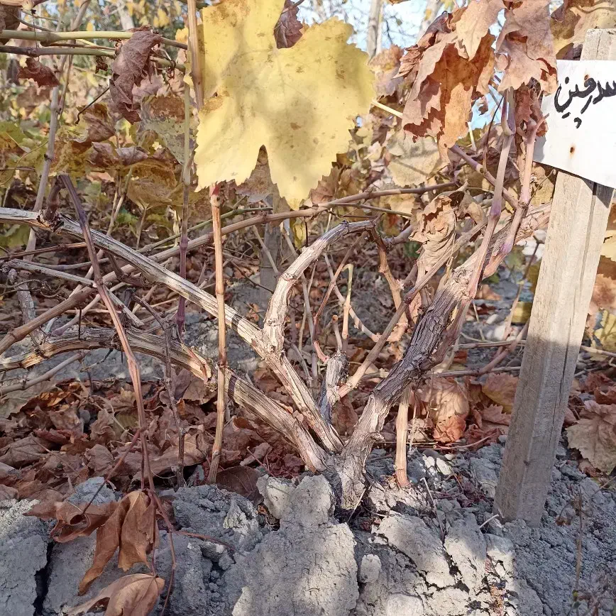 فروش نهال بادام گردو انگور|خدمات باغبانی و درختکاری|ارومیه, |دیوار