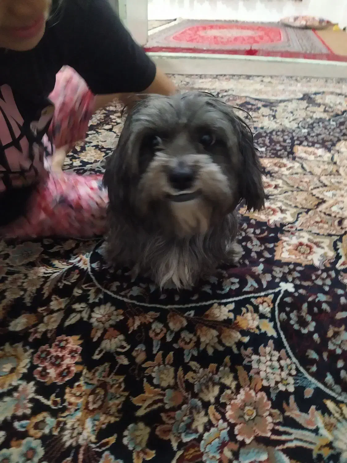 فروش سگ پاکوتاه|سگ|شاهرود, |دیوار