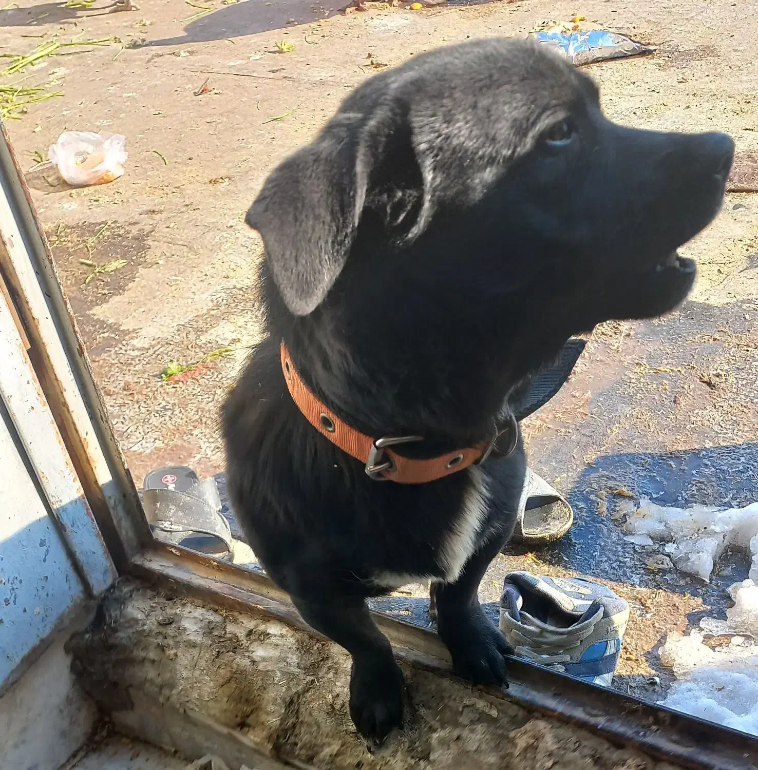 پاکوتاه نژاد پاک رنگ مشکی برای کشش|سگ|مشهد, همت آباد|دیوار