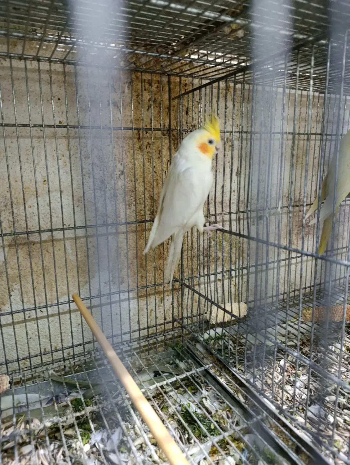 طوطی عروس  جفت و جوجه|پرنده|بهشهر, |دیوار