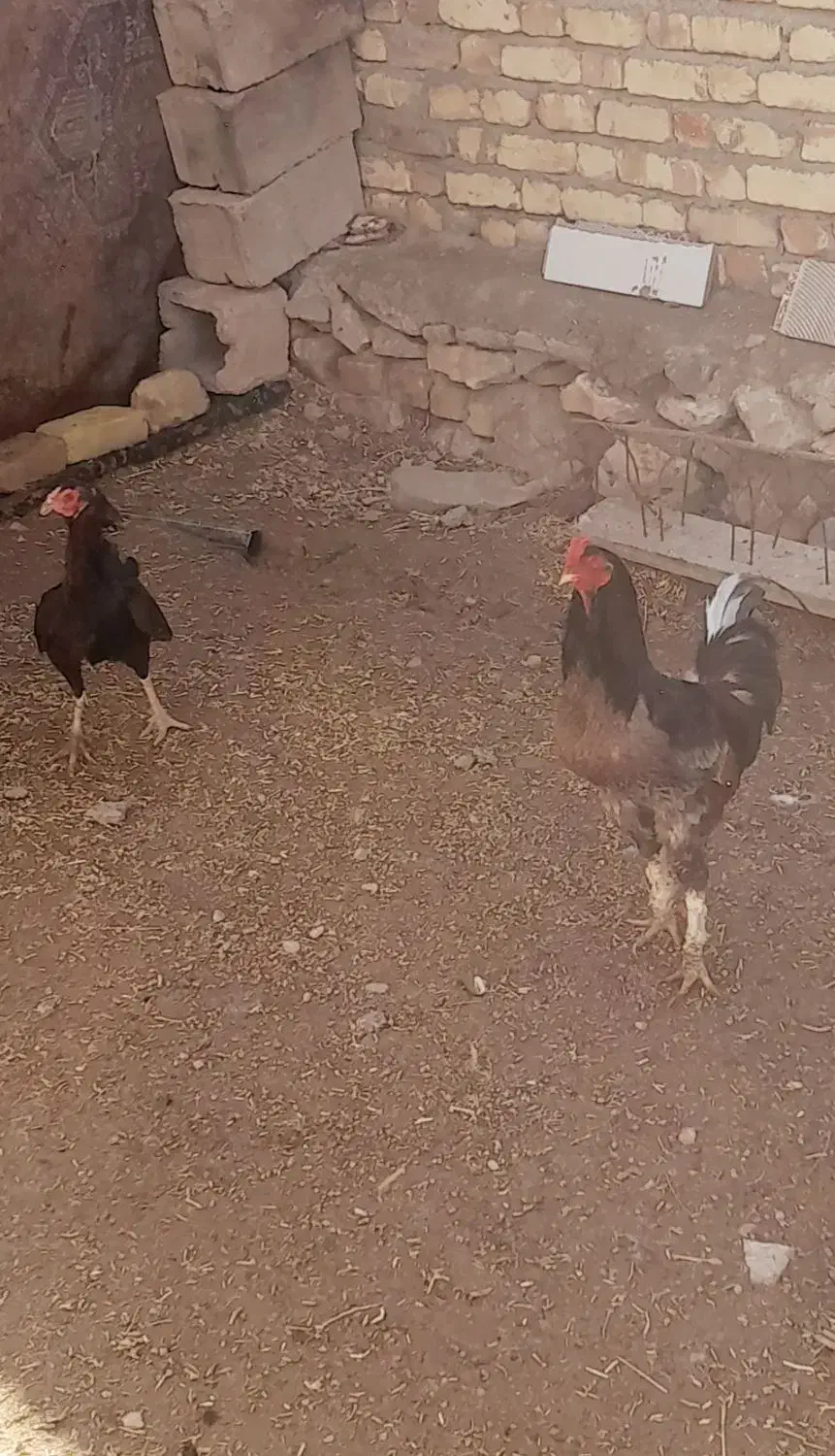 مرغ لاری|حیوانات مزرعه|بزینه رود, |دیوار