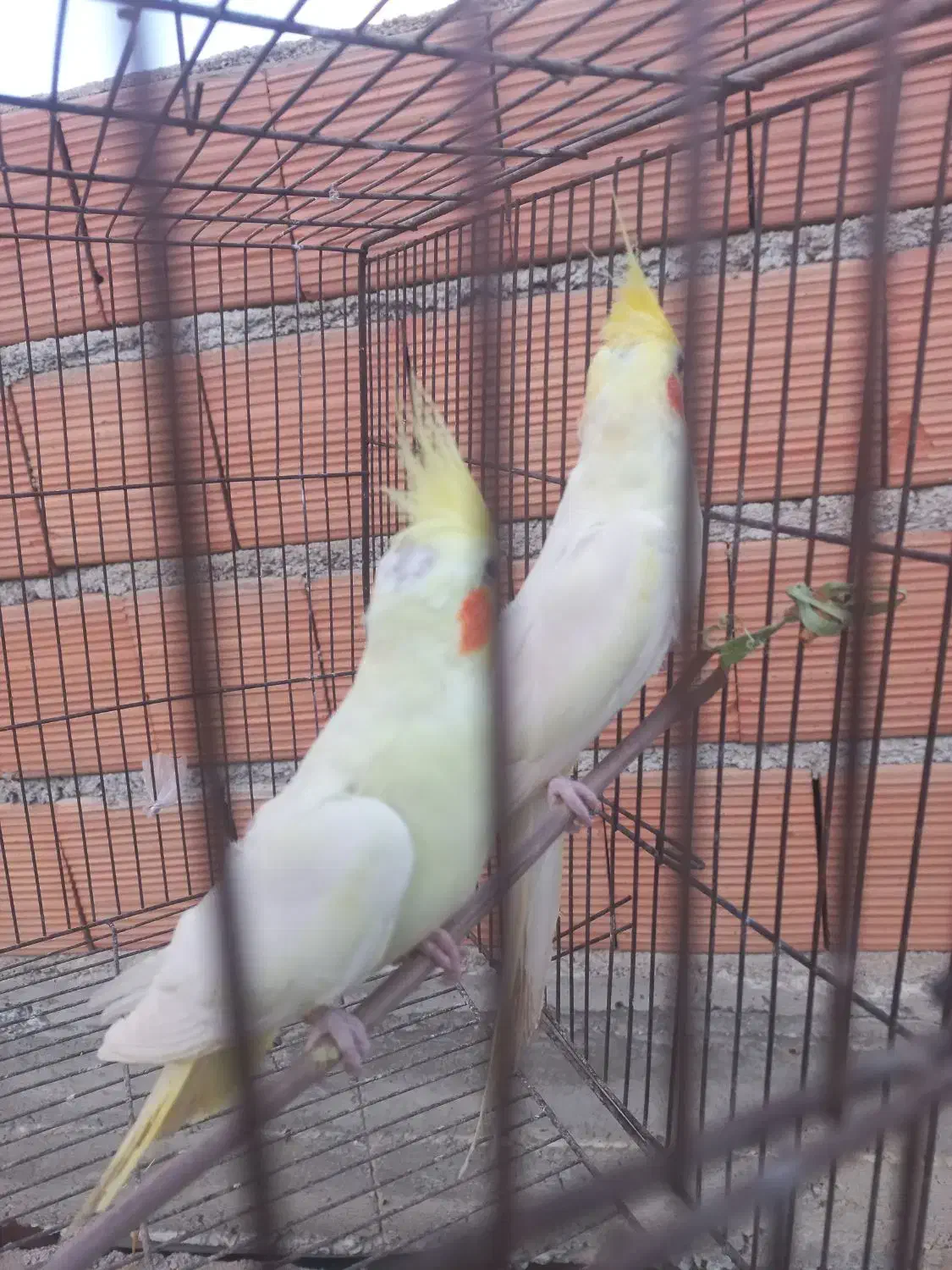 عروس هلندی|پرنده|گنبد کاووس, |دیوار