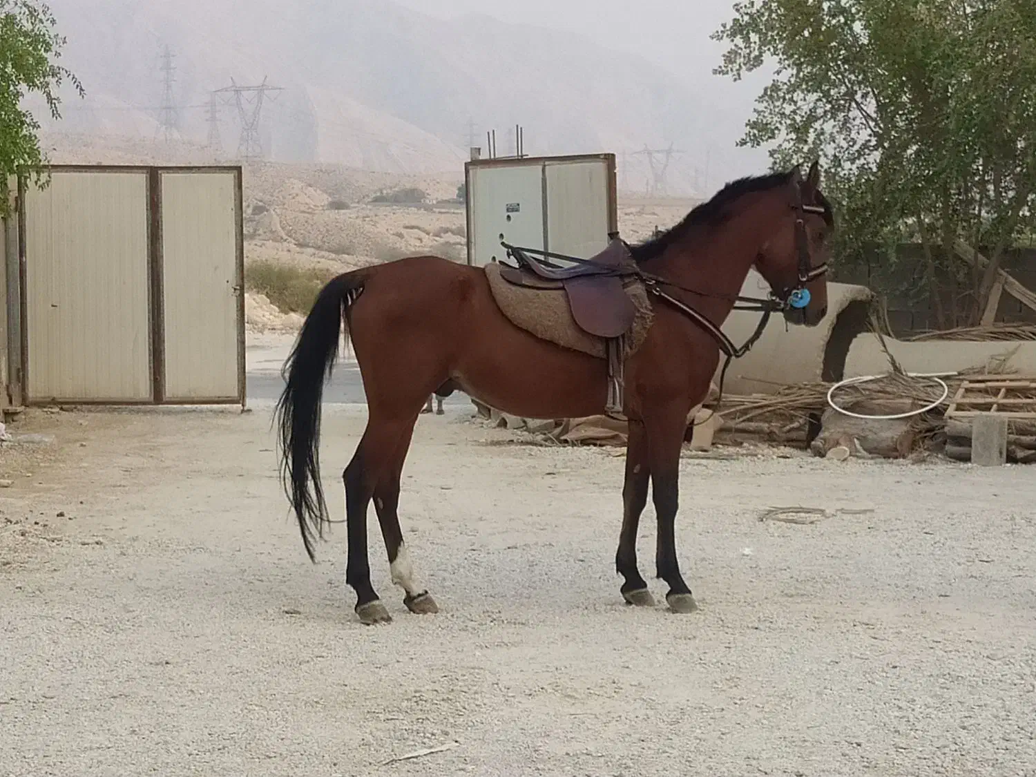 اسب|اسب و تجهیزات اسب‌سواری|بندر کنگان, |دیوار