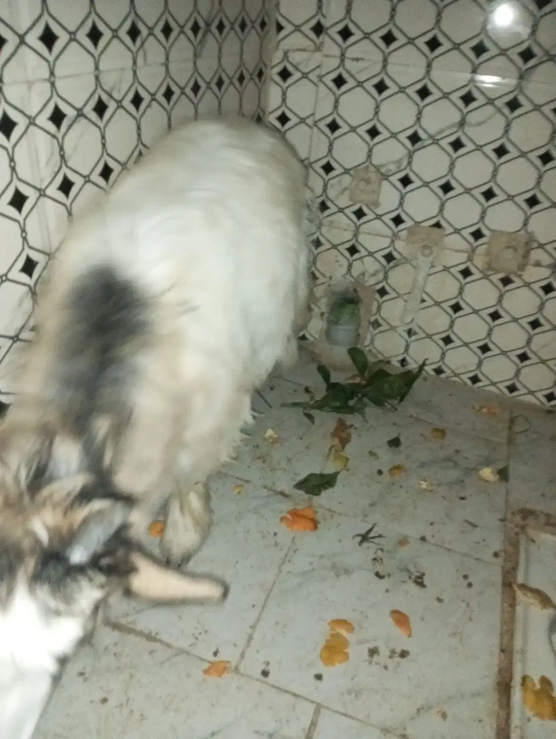 بزغاله ماده|حیوانات مزرعه|کرمانشاه, |دیوار