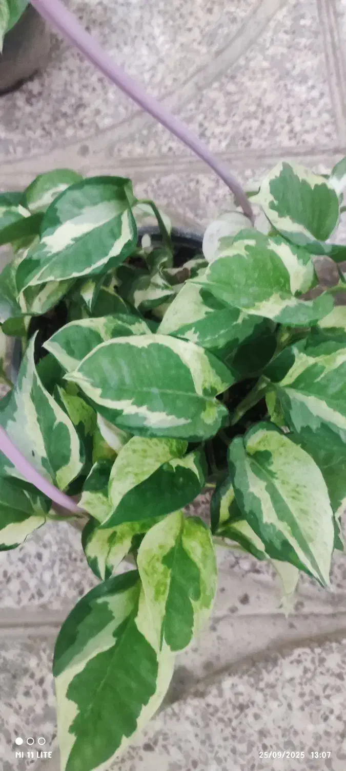 گل لیندا.کاکتوس .بامبو .گلدان|گل و گیاه طبیعی|ورامین, ورامین|دیوار