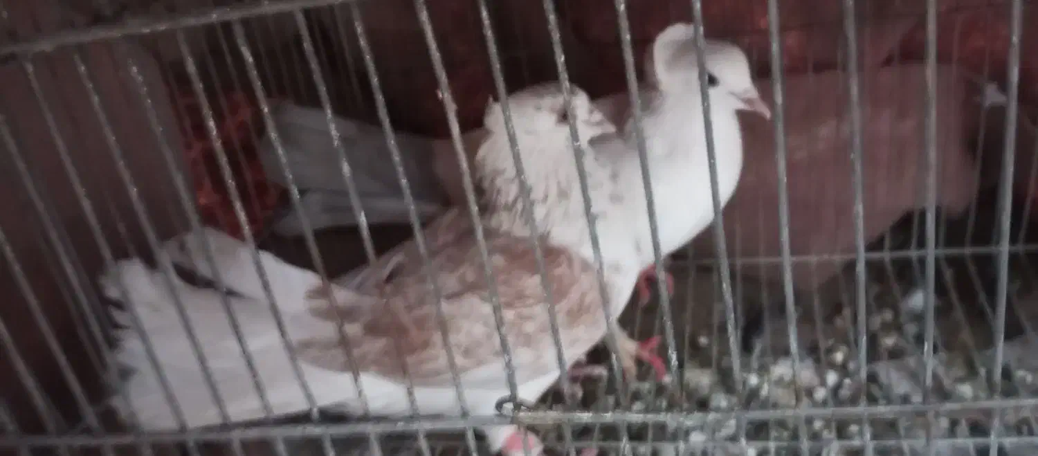 سلام جفت کبوتر خوب|پرنده|کازرون, |دیوار