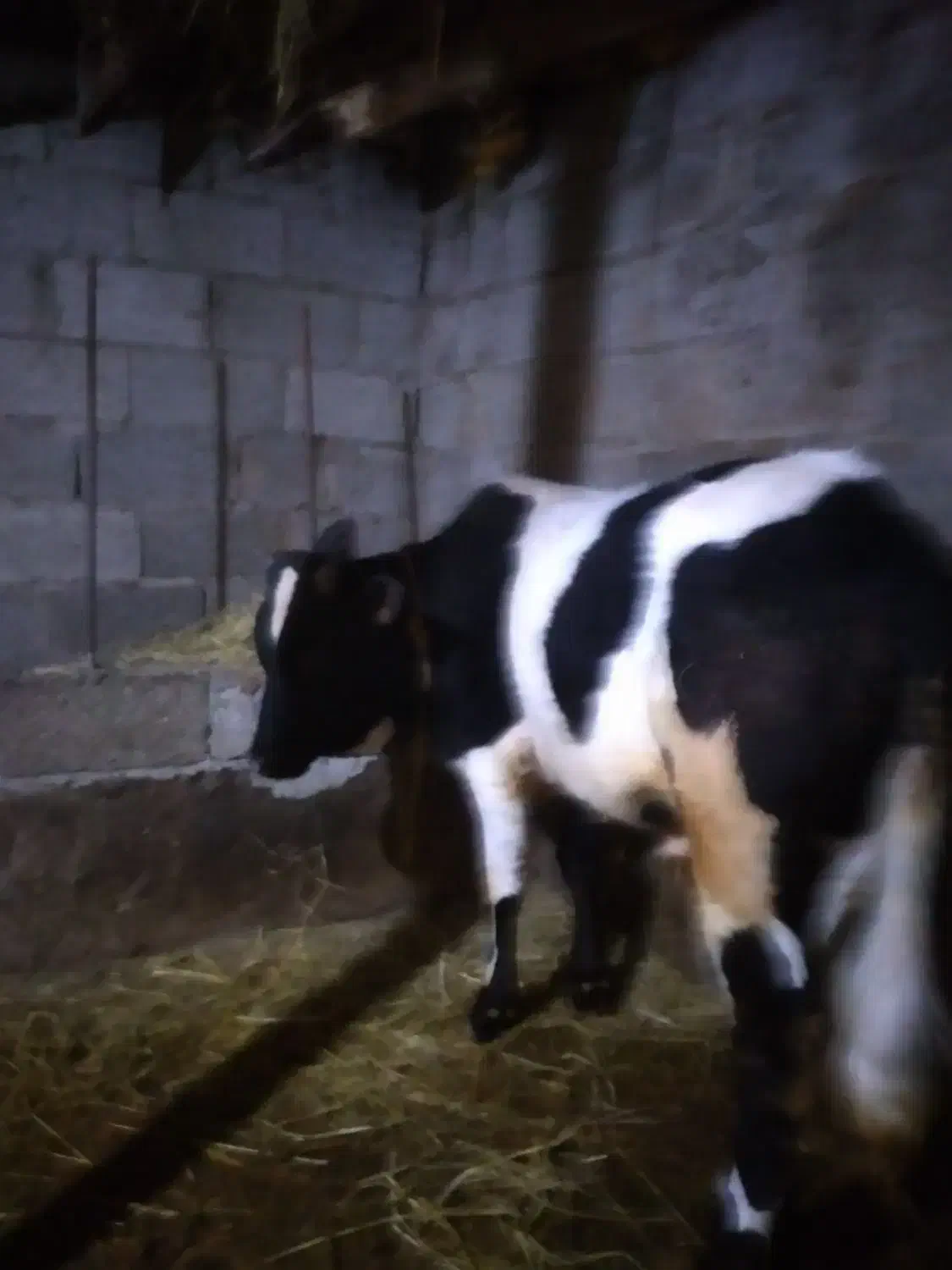 گاو|حیوانات مزرعه|فومن, |دیوار