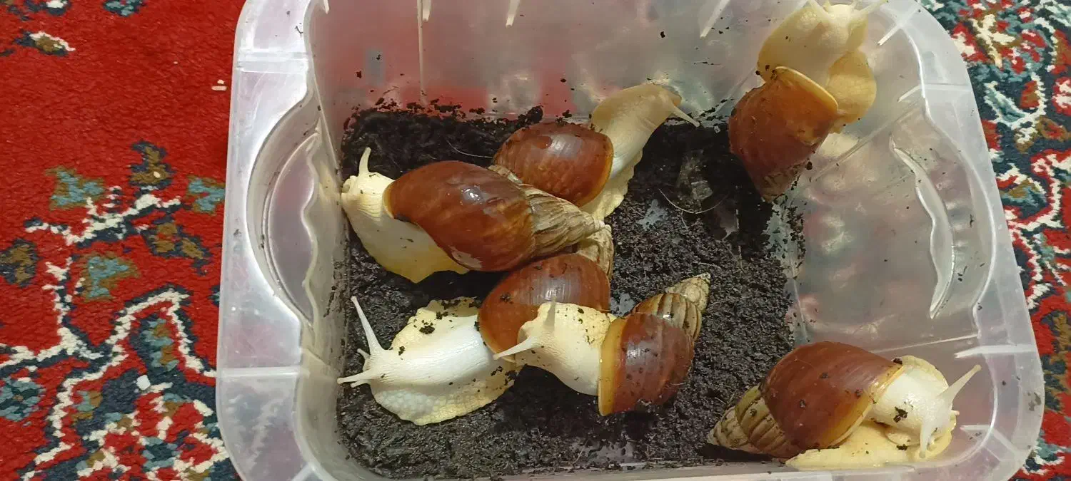 حلزون البینو|خزنده|جهرم, |دیوار