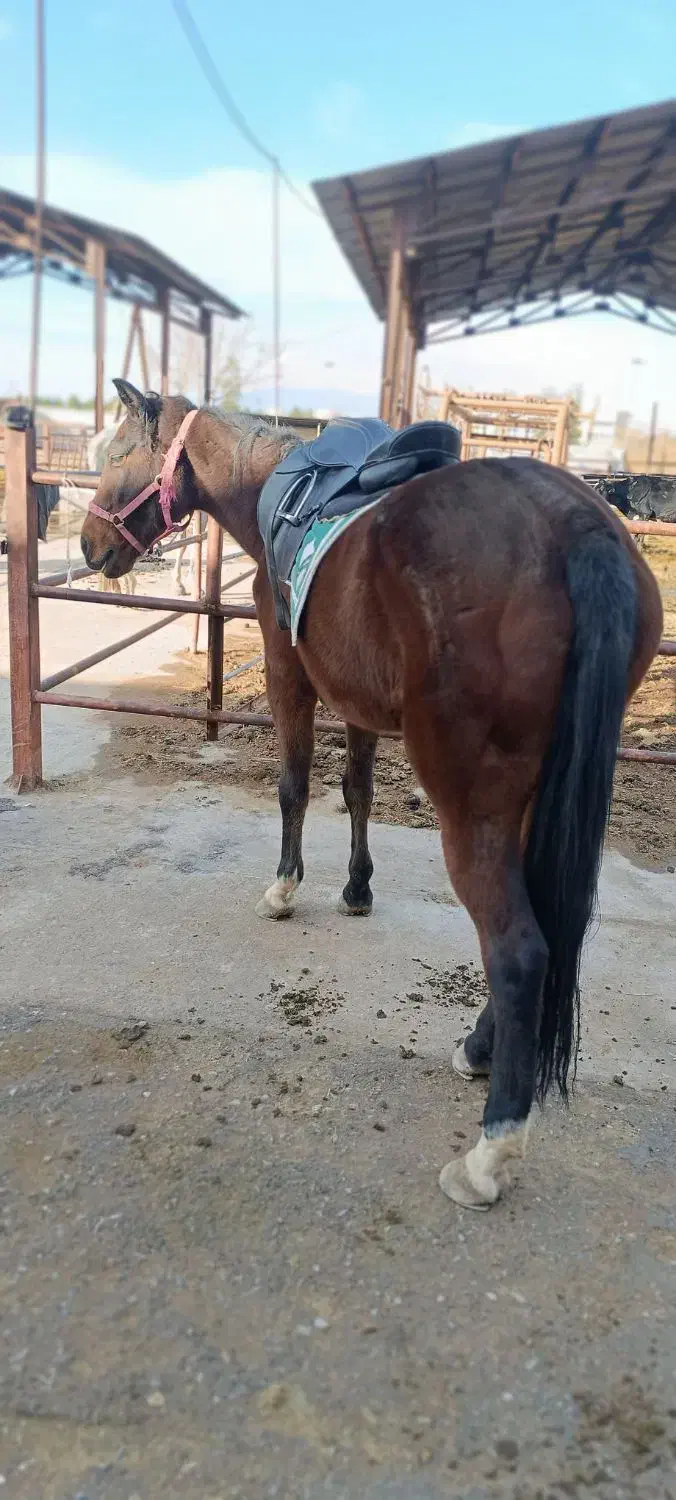 اسب|اسب و تجهیزات اسب‌سواری|کرمان, |دیوار