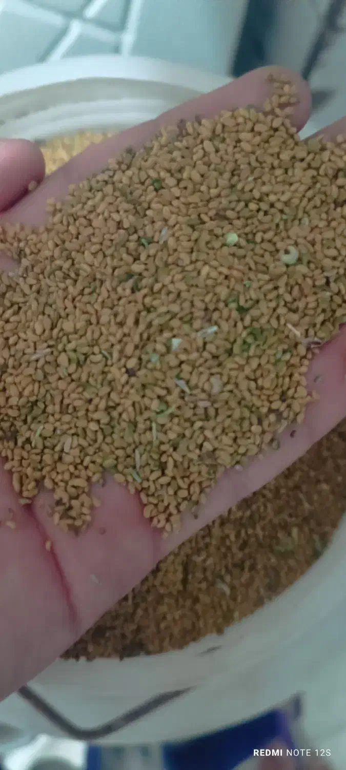 بذر یونجه|گل و گیاه طبیعی|اراک, |دیوار