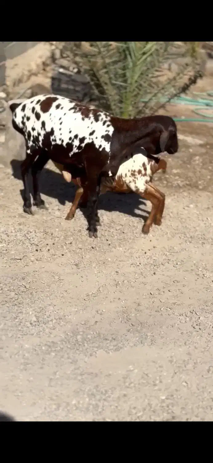 بزغاله اصل|حیوانات مزرعه|فسا, |دیوار