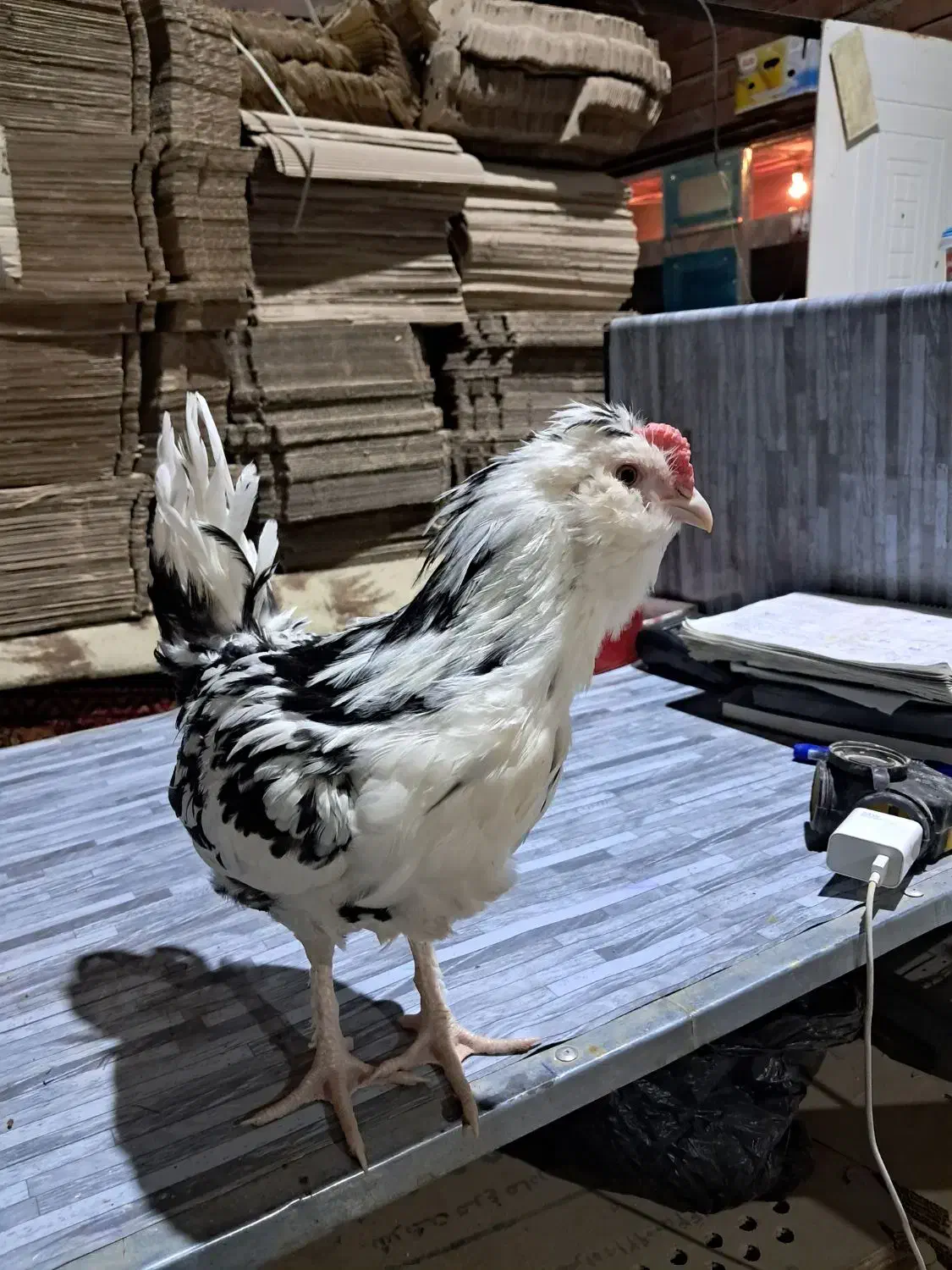 نیمچه گلین   ریشو چهل تاج|حیوانات مزرعه|اردبیل, |دیوار