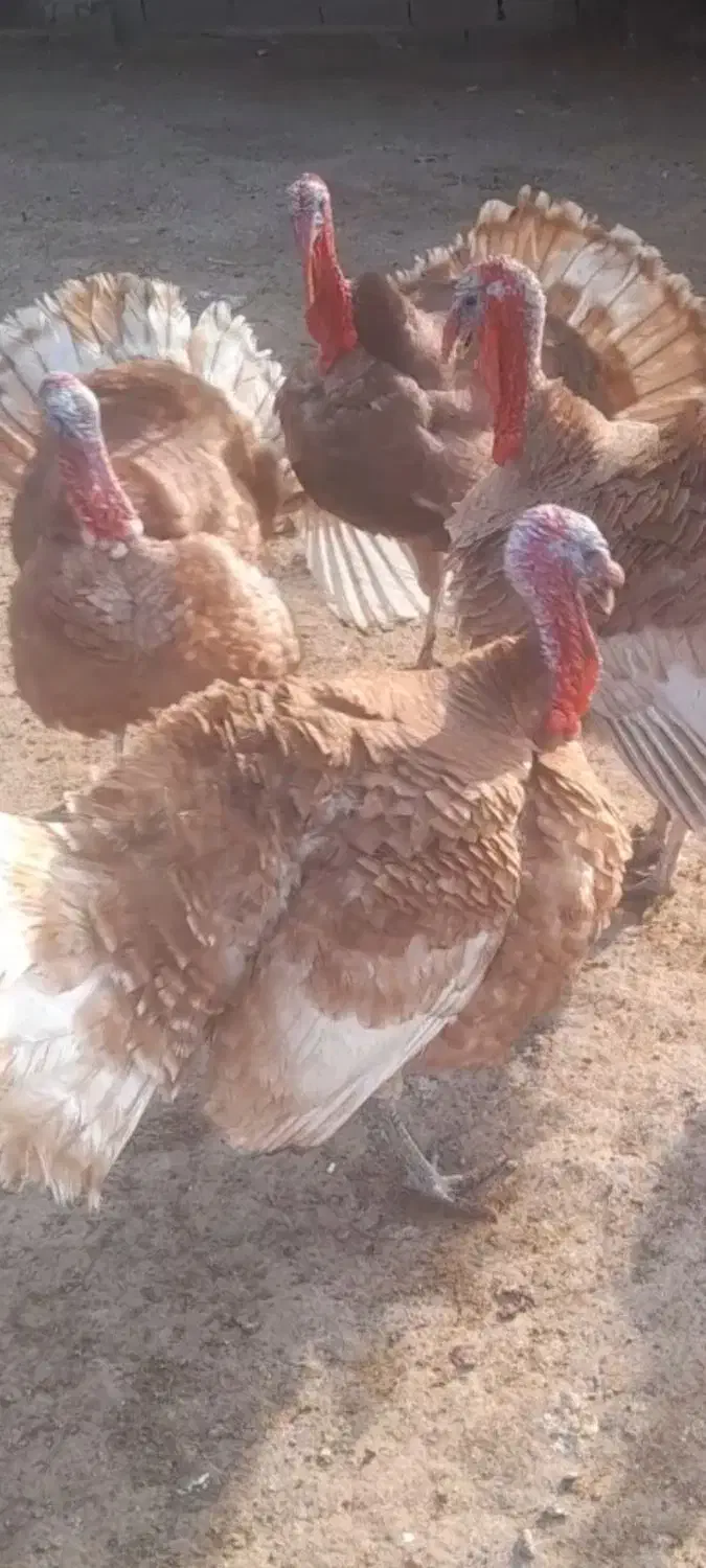 ۱۰۰ عدد بوقلمون ماده|حیوانات مزرعه|بشاریات, |دیوار