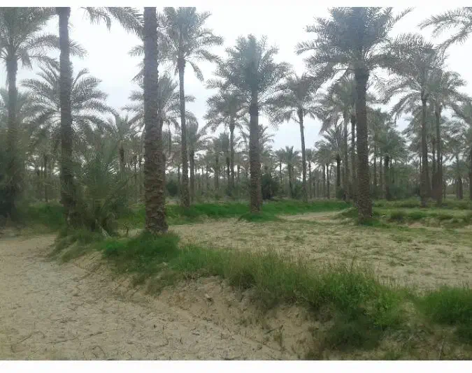 فروش نخل خرما|گل و گیاه طبیعی|آبپخش, |دیوار