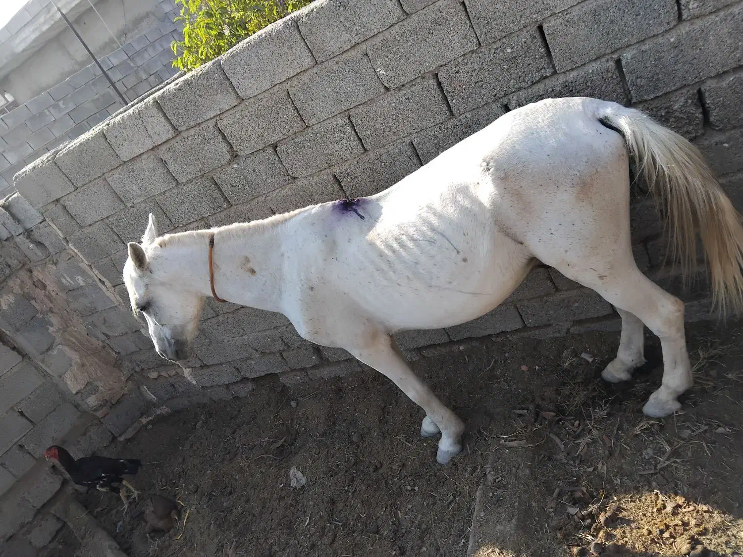 فروشی هست نریان یک شکل سفید یک دست|اسب و تجهیزات اسبسواری|میناب, |دیوار