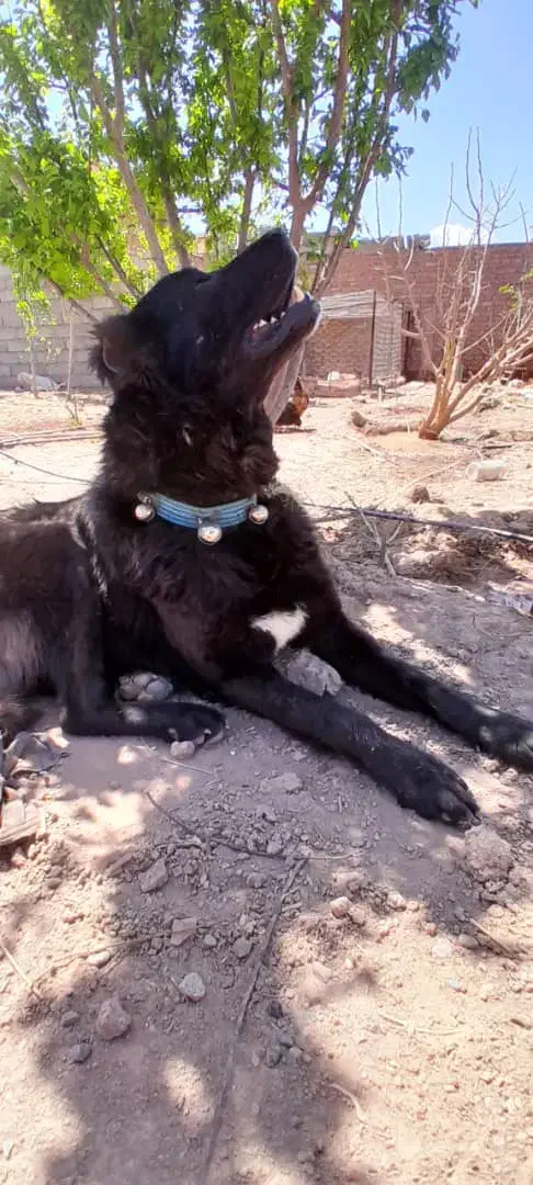 سگ قره سراب|سگ|رفسنجان, |دیوار