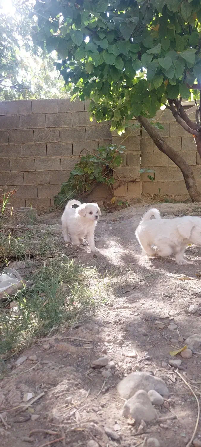 ۳عدد توله سگ فوقلاده زیبا|سگ|شیراز, لاله|دیوار