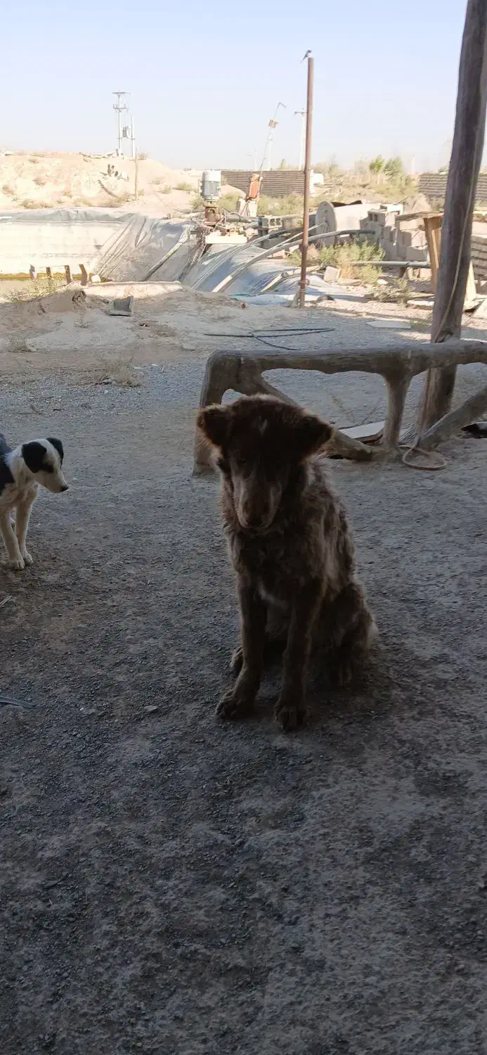 توله لاس فی 10تخفیف پایه معامله|سگ|شاهین‌شهر, برخوار غرب|دیوار