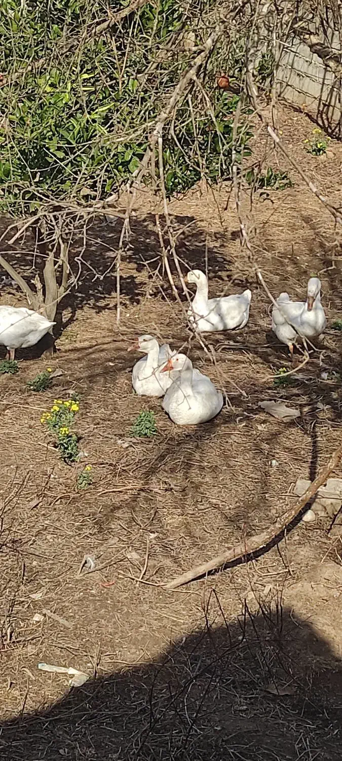 فروش غاز اکراینی|حیوانات مزرعه|ساری, |دیوار