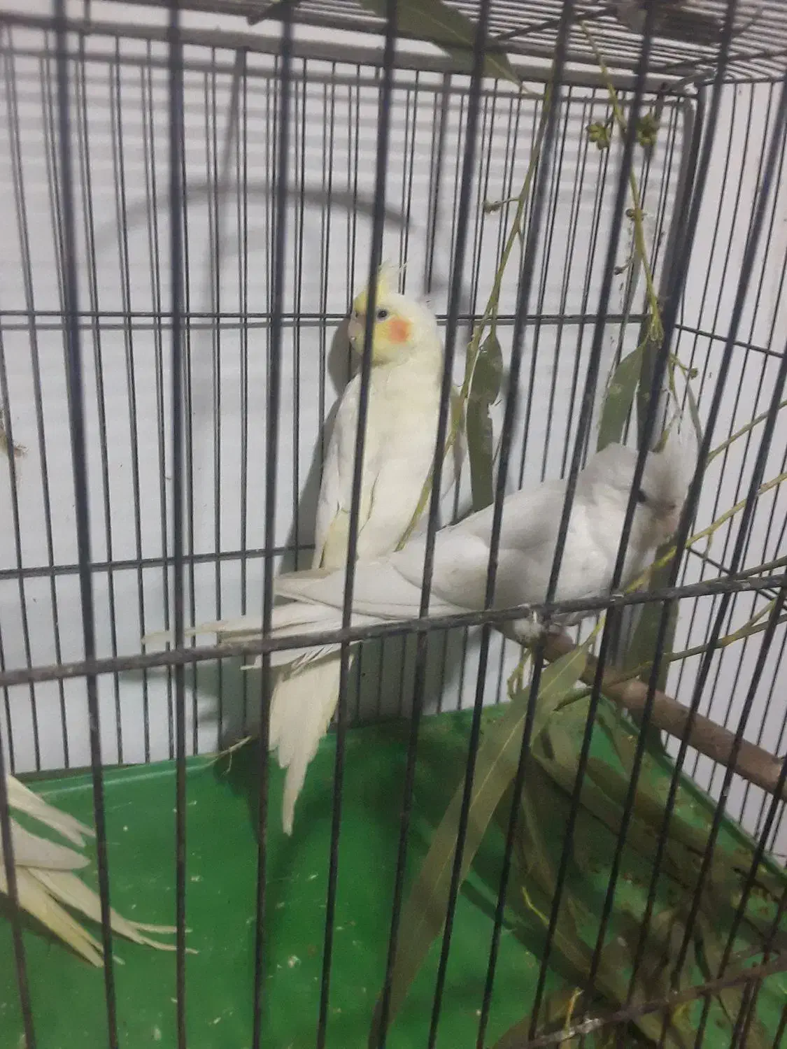 عروس تازه دونخور۳ماهه|پرنده|قم, قلعه عموحسین|دیوار