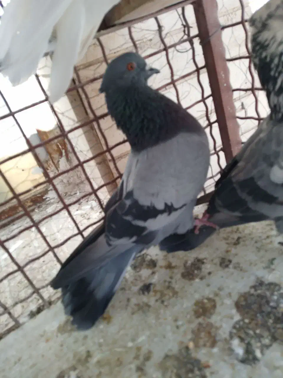 پرنده گم شده|حیوانات|سمنان, |دیوار