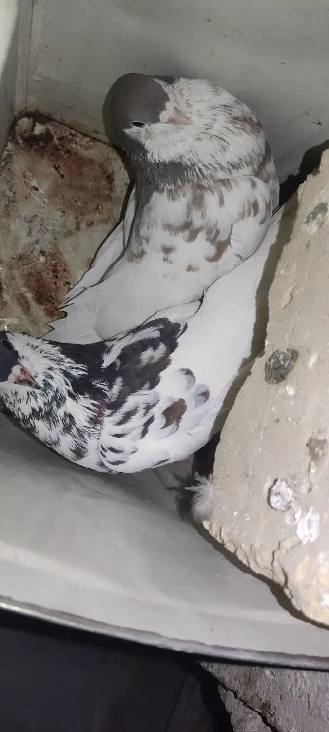 نروماده رنگی گل دار|پرنده|کوه چنار, |دیوار