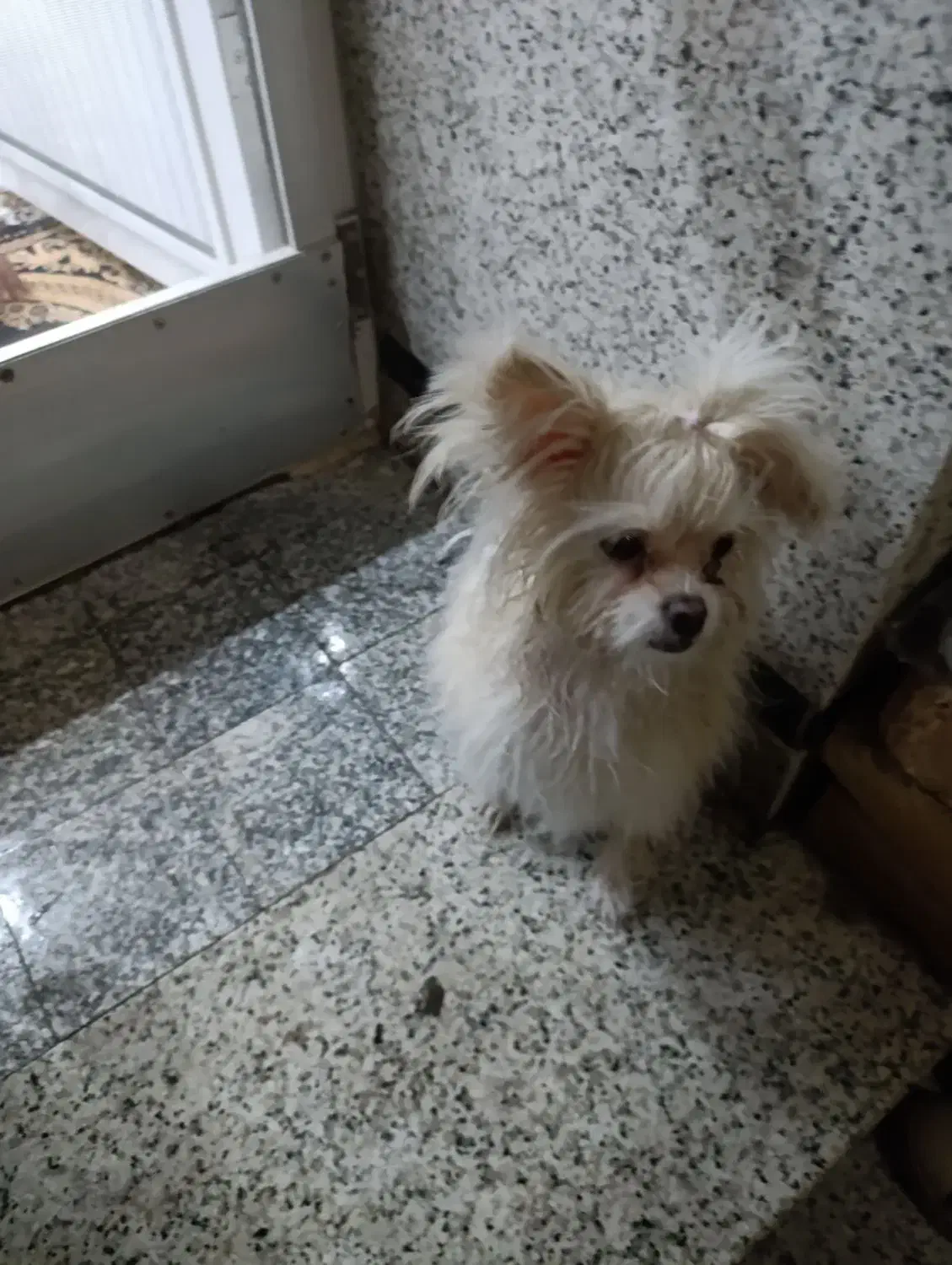 سگ پامر|سگ|قم, زاویه|دیوار