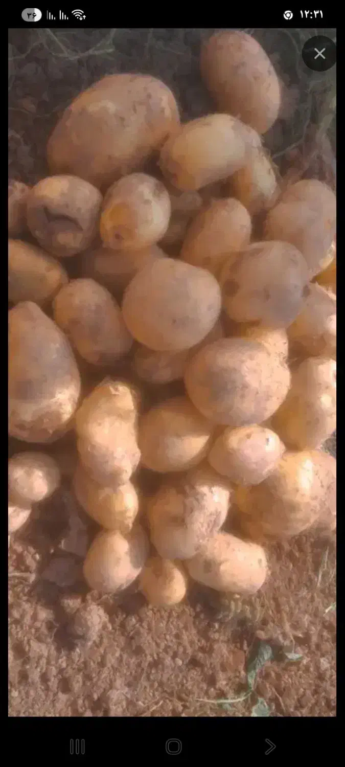 سیب زمینی جیلی|خوردنی و آشامیدنی|آوج, |دیوار