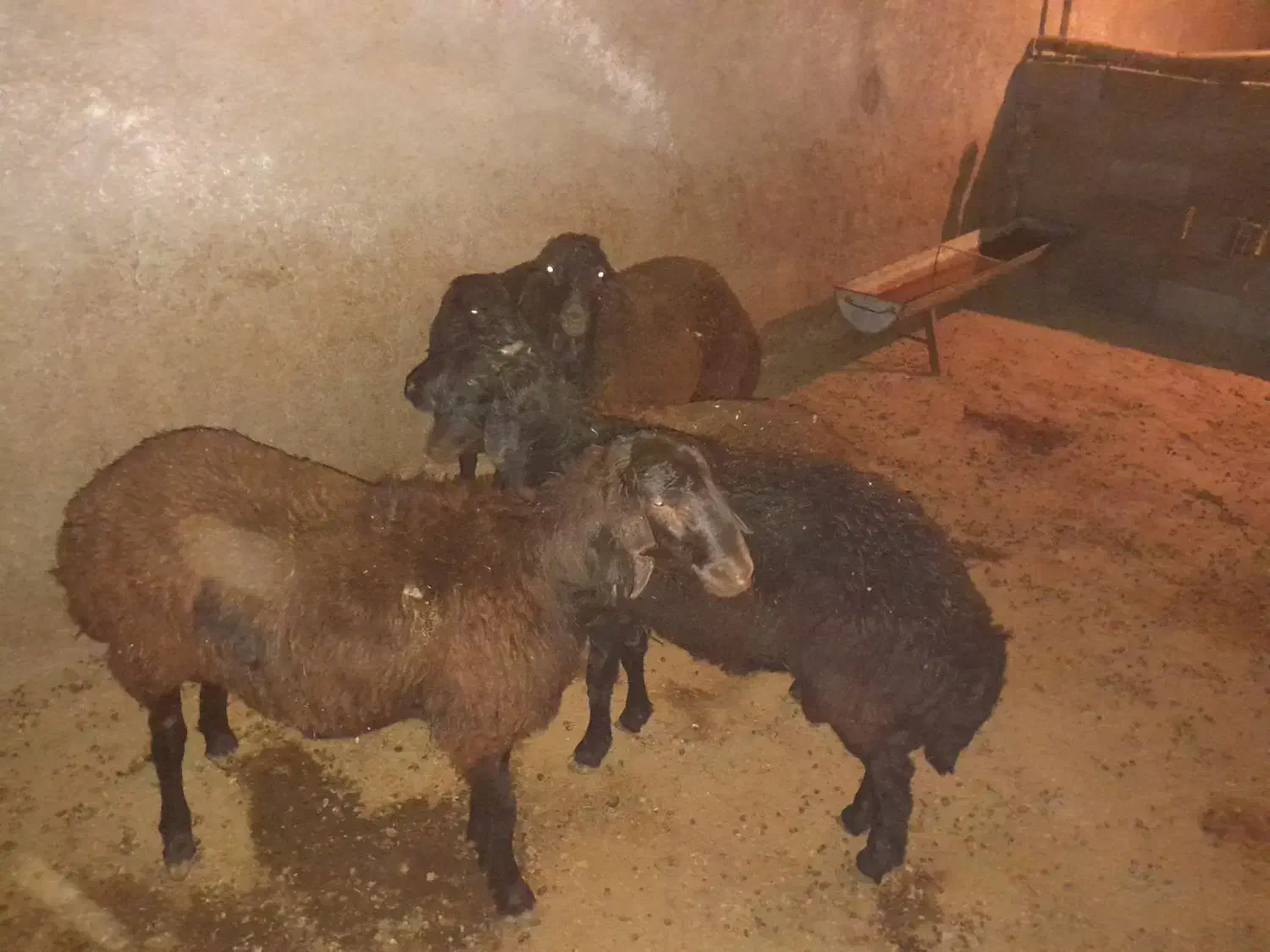 بره|حیوانات مزرعه|شاهرود, |دیوار